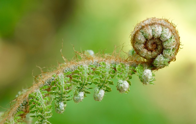 蕨类 绿色 植物 - 上的免费照片