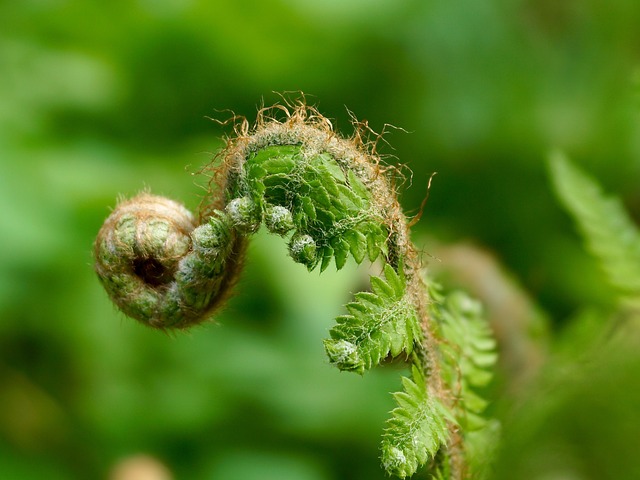 蕨类 绿色 植物 - 上的免费照片