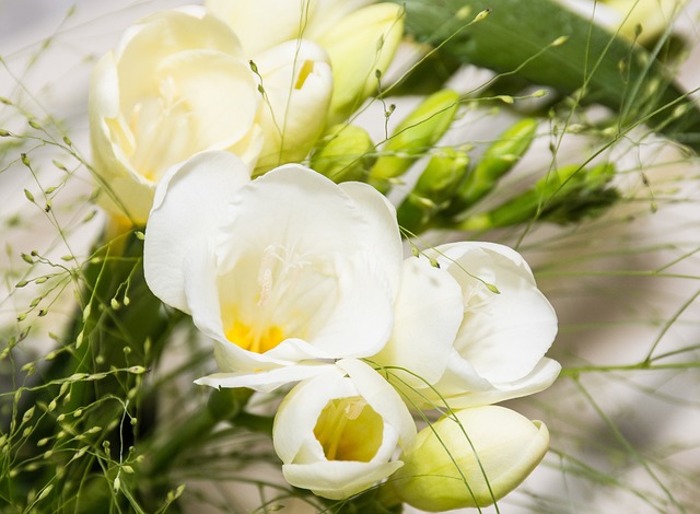 小苍兰 白色的花 切花 - 上的免费照片