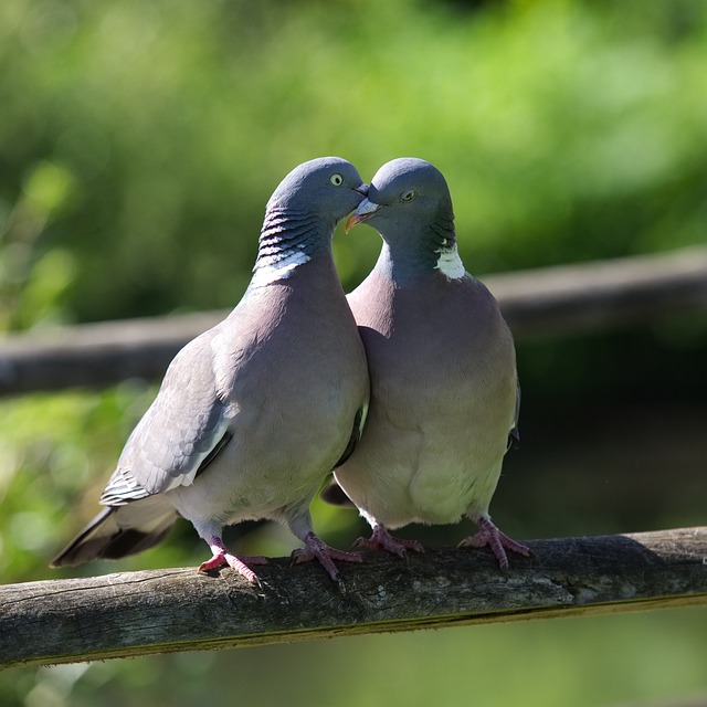 鸽子 爱 吻 - 上的免费照片