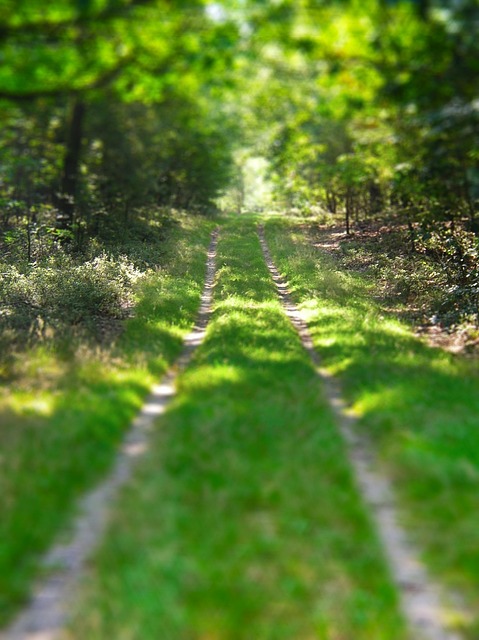 Tiltshift 在树林里散步 路径 - 上的免费照片