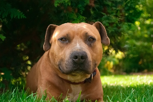 Amstaff 奶油 狗 - 上的免费照片