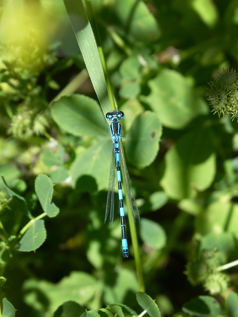 蓝蜻蜓 Coenagrion Hastulatum 叶 - 上的免费照片