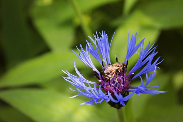 花朵 矢车菊 蜜蜂 - 上的免费照片