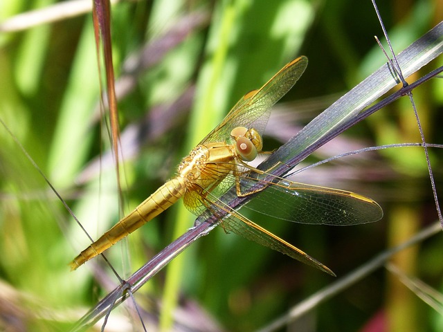 金蜻蜓 Sympetrum Meridionale 叶 - 上的免费照片