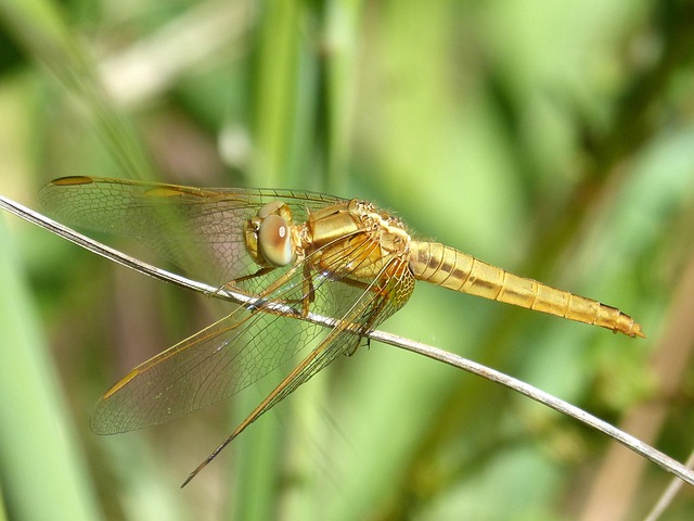 金蜻蜓 Sympetrum Meridionale 干 - 上的免费照片