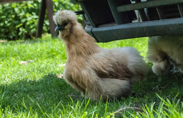 母鸡 毛茸茸的 丝丽 - 上的免费照片