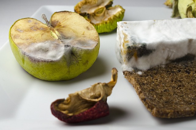 食物 模具 霉菌奶酪 - 上的免费照片