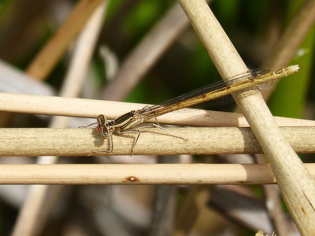 Platycnemis Acutipennis 橙色蜻蜓 细节 - 上的免费照片