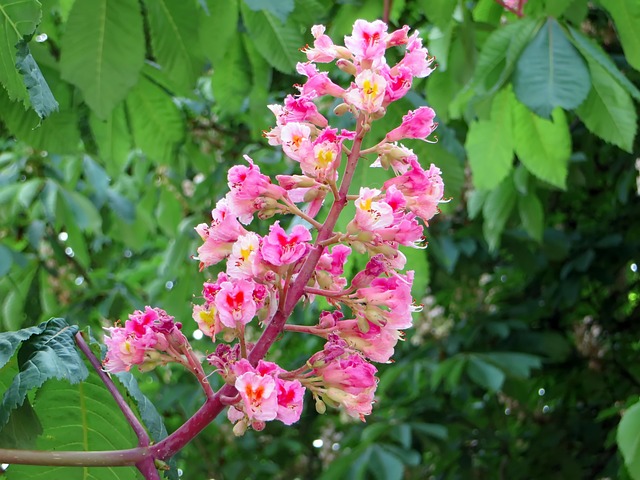 栗树 粉色 Briot Aesculus - 上的免费照片