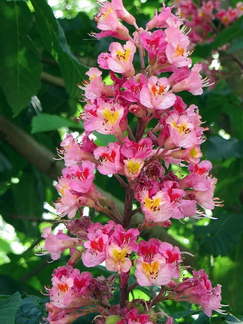 栗树 粉色 Briot Aesculus - 上的免费照片