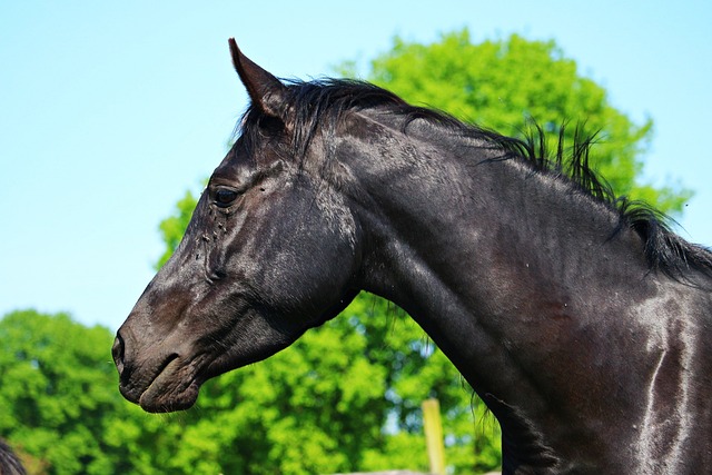 马 敲击 马头 - 上的免费照片