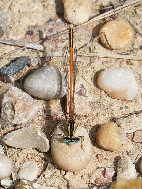 Platycnemis Acutipennis 橙色蜻蜓 细节 - 上的免费照片
