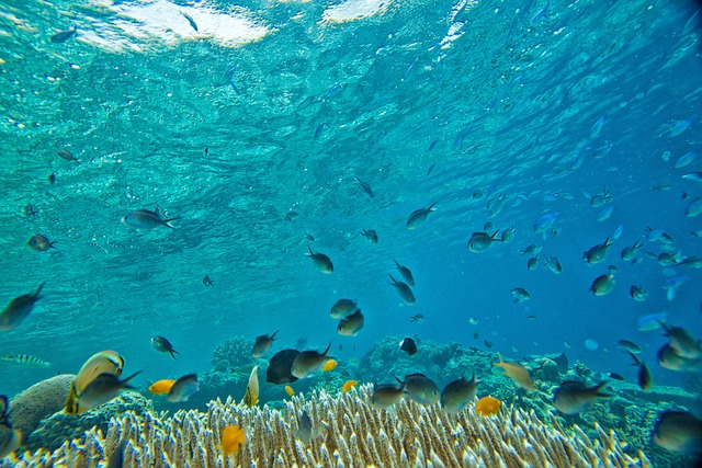 水下 小鱼 珊瑚 - 上的免费照片