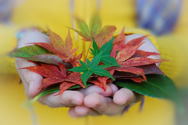 秋天 树叶 颜色 - 上的免费照片