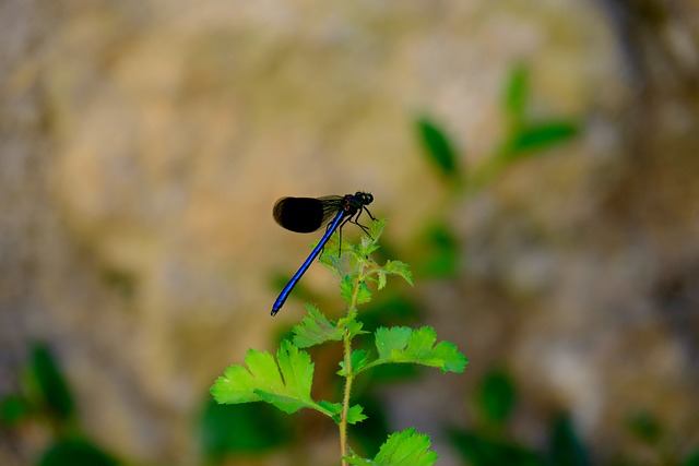 蜻蜓 蓝蜻蜓 昆虫 - 上的免费照片