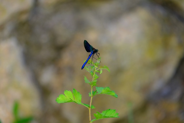 蜻蜓 蓝蜻蜓 昆虫 - 上的免费照片