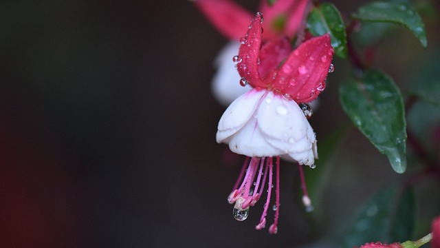 倒挂金钟 花蕊 - 上的免费照片