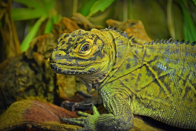 蜥蜴 爬虫 冷血的动物 - 上的免费照片