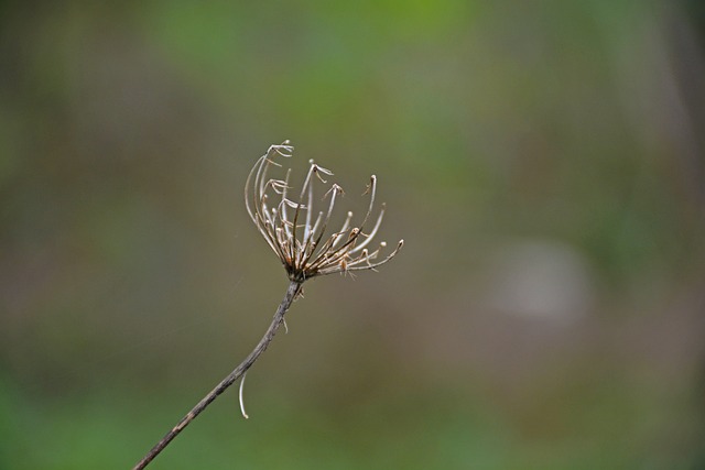 长焦 微距 凋零 - 上的免费照片
