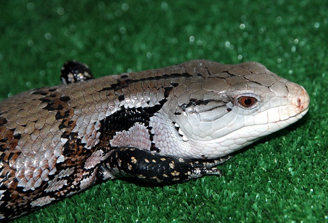 Cineasti石龙子 Tiliqua 蜥蜴 - 上的免费照片