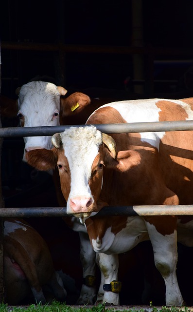 奶牛 牛舍 谷仓 - 上的免费照片