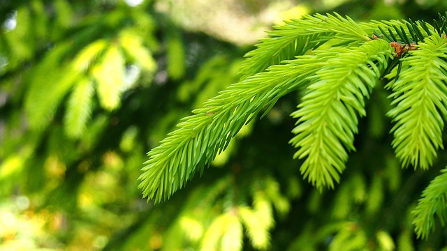 Iglak 针 针叶树 - 上的免费照片