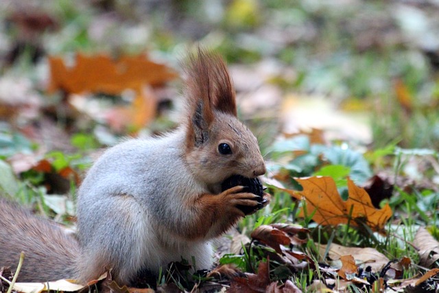 红松鼠 啃 松鼠 - 上的免费照片