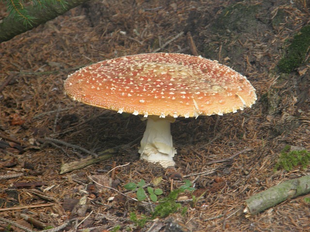 Amanitas 蘑菇 - 上的免费照片