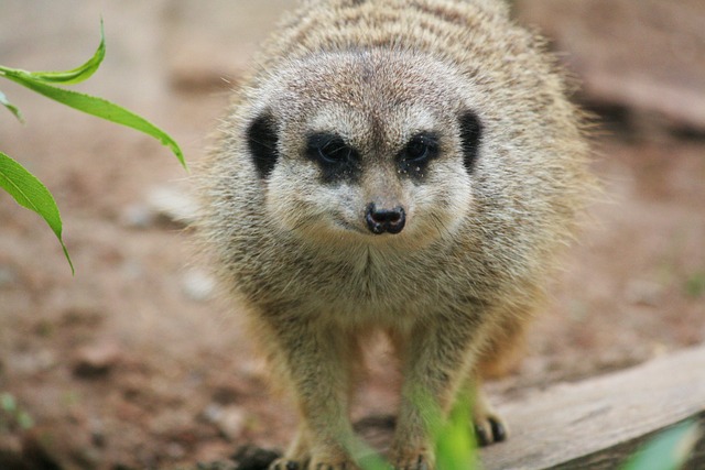 动物 苏里卡塔 - 上的免费照片