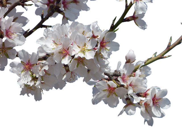 花朵 杏仁树 开花 - 上的免费图片