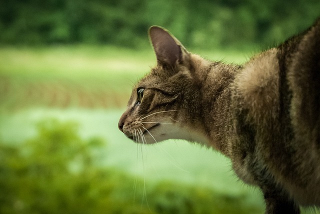 猎人 打猎 猫 - 上的免费照片