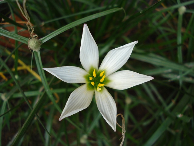 虎眼Umbellatum 花 自然 - 上的免费照片