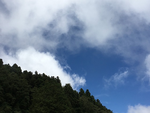 阿里山 台湾 - 上的免费照片
