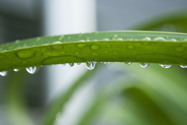 滴 雨滴 绿色的植物 - 上的免费照片