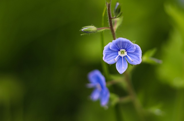 花卉 蓝色 小的 - 上的免费照片