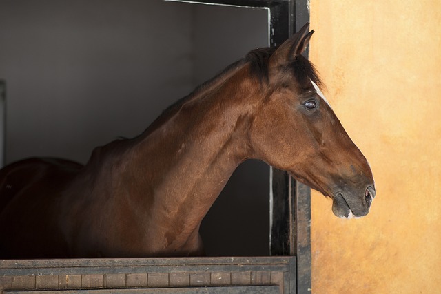 马 头 动物 - 上的免费照片