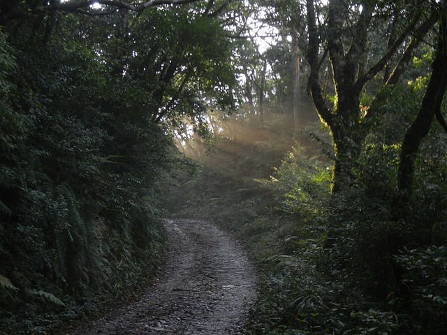 光 樹林 森林 - 上的免费照片