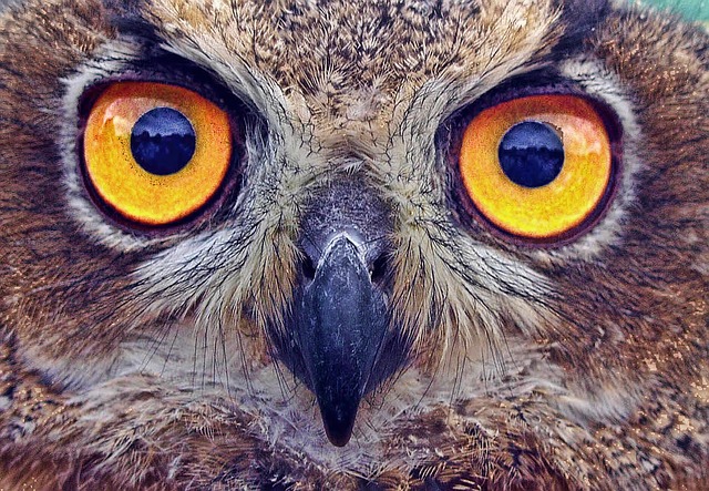 猫头鹰 眼睛 盯 - 上的免费照片