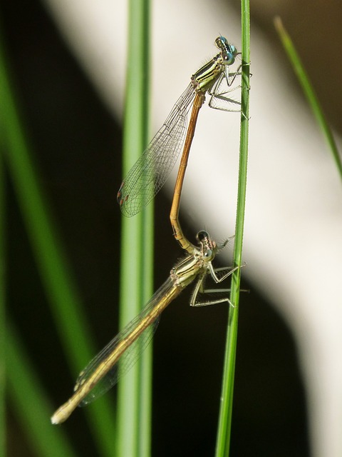Platycnemis Acutipennis 橙色蜻蜓 交配 - 上的免费照片