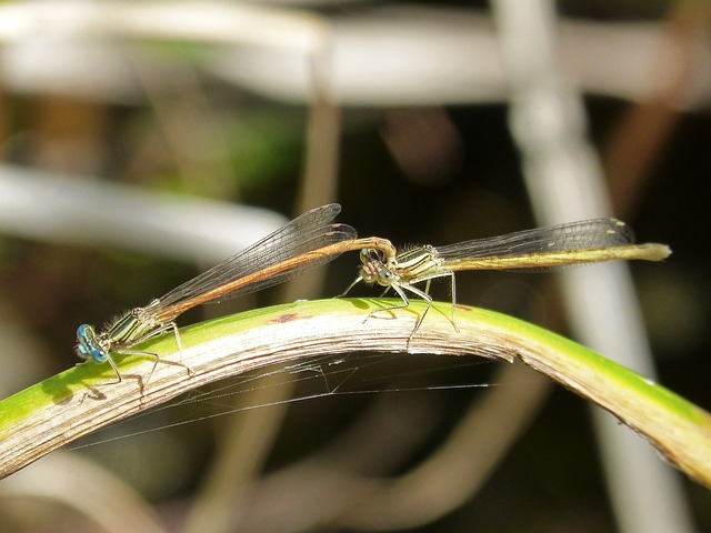 Platycnemis Acutipennis 橙色蜻蜓 交配 - 上的免费照片