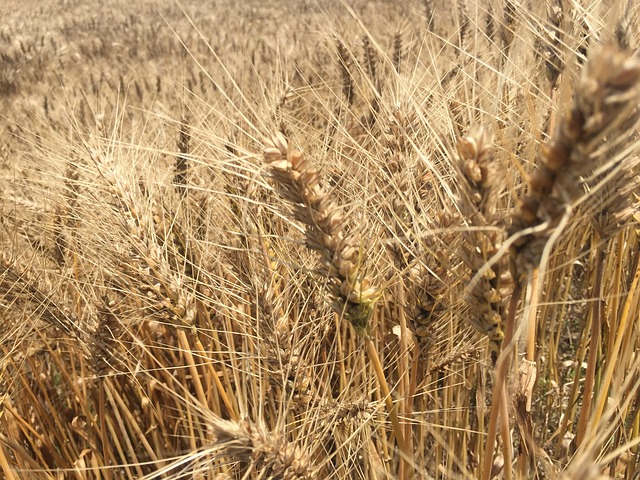 Summer Wheat - 上的免费照片