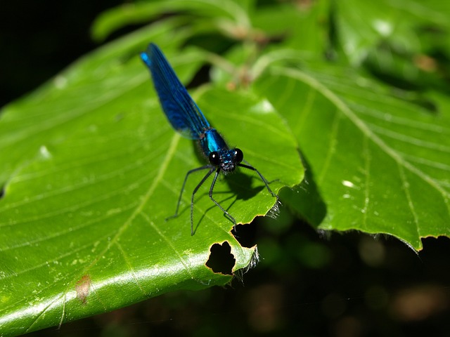 蜻蜓 蓝翅蜻蜓 蓝色的 - 上的免费照片