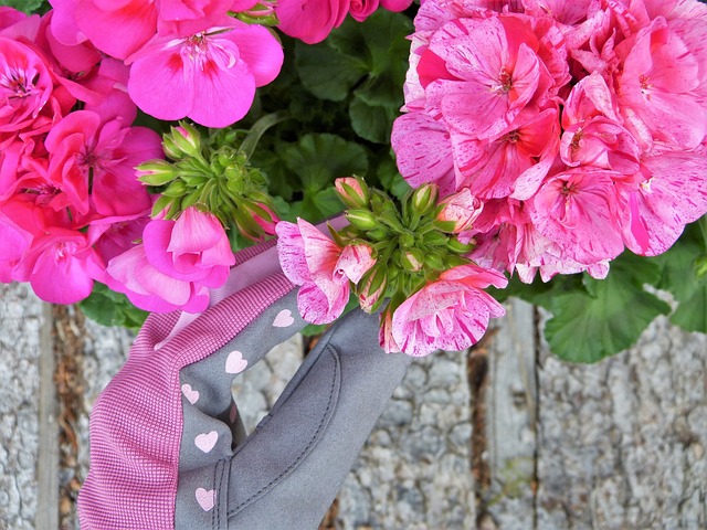 天竺葵 粉色的 手套 - 上的免费照片