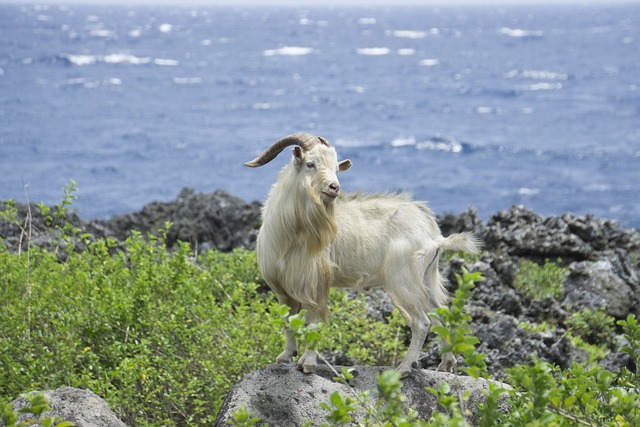 Goat 羊 - 上的免费照片