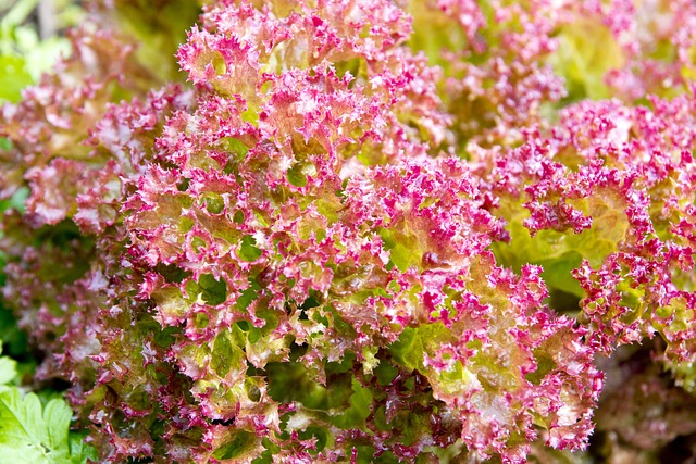 绿色 花园 叶子 - 上的免费照片