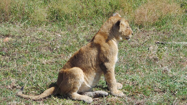 小狮子 非洲 - 上的免费照片