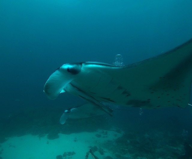 马尔代夫 蝠鲼 潜水 - 上的免费照片