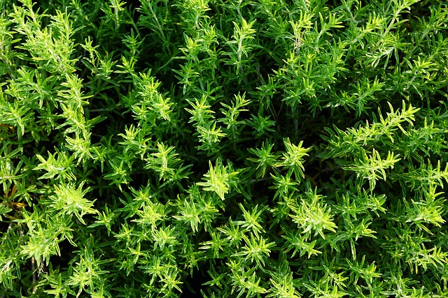 百里香 夏天 草本植物 - 上的免费照片