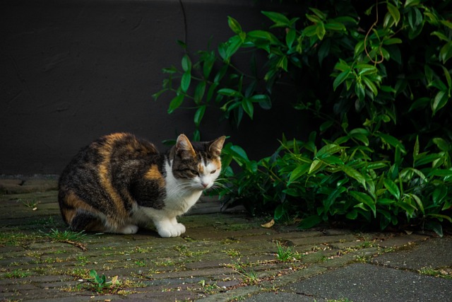 猫 弗利 猫科 - 上的免费照片